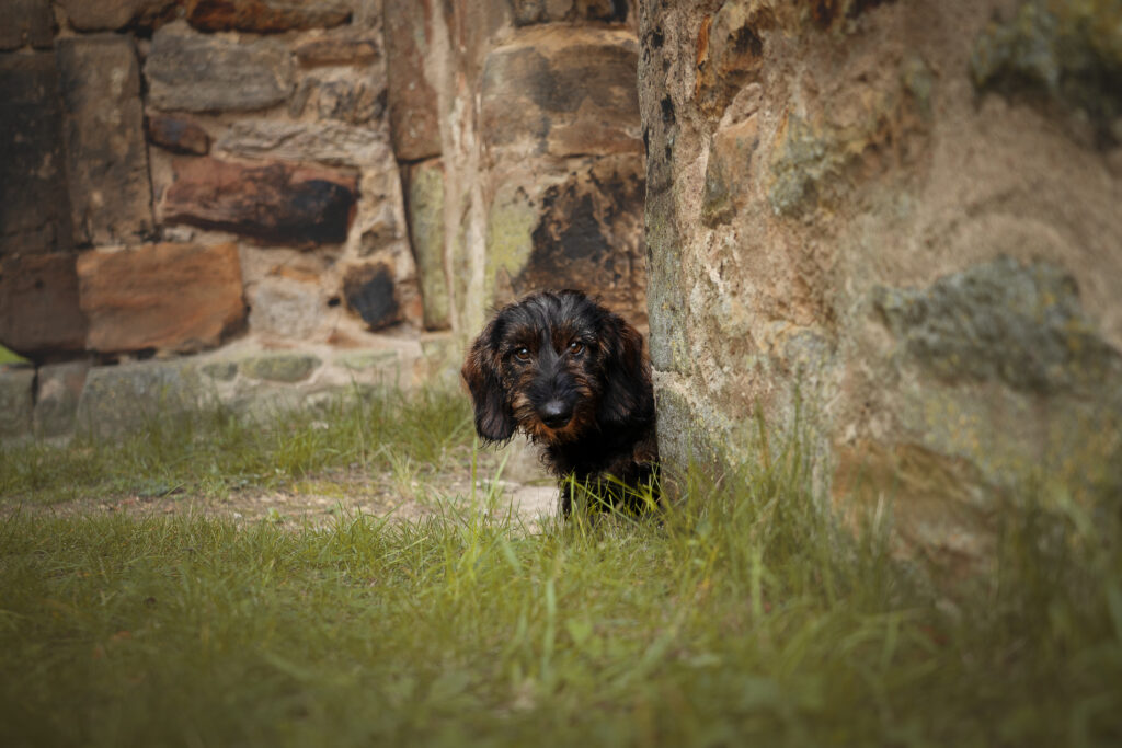 Hund versteckt sich hinter der Steinmauer