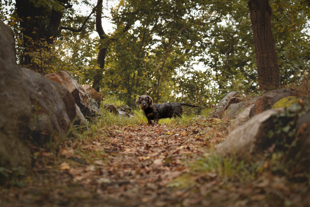 Dackel zwischen Steinreihe im Wald