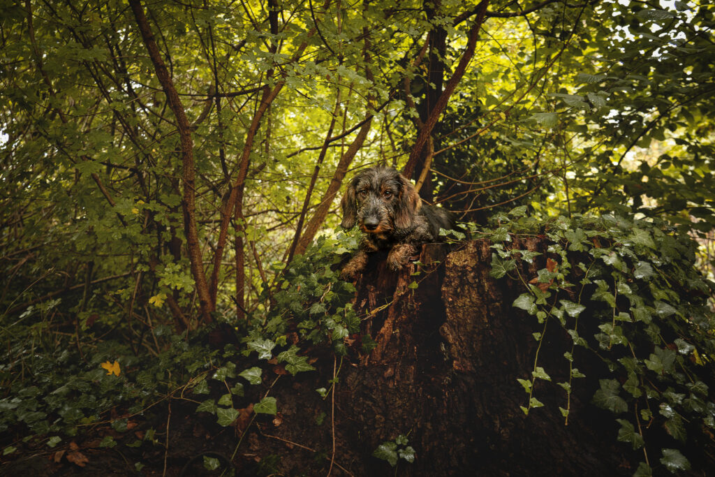 Dackel liegt auf einem Baumstamm mit Efeu bedeckt in einem Wald