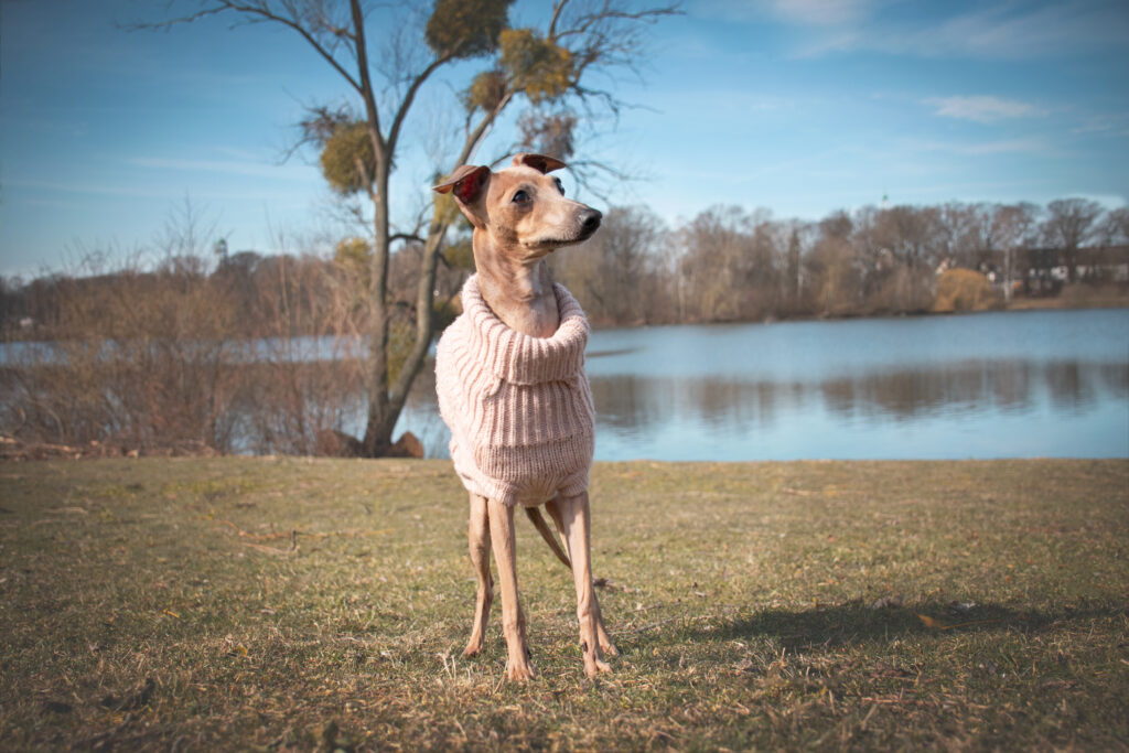 Hund steht an einem See in Wolfsburg