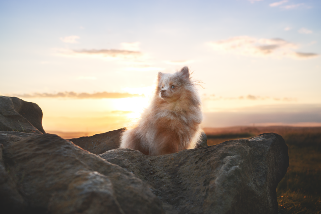 Hund sitzt auf einem Stein im Sonnenuntergang