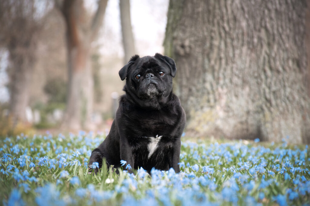 Mops sitzt auf einer blauen Blumenwiese