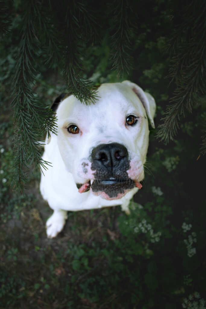 Hund steht unter einem Nadelbaum