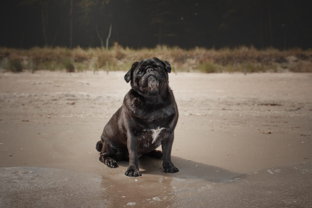 Hund im Sand am Strand