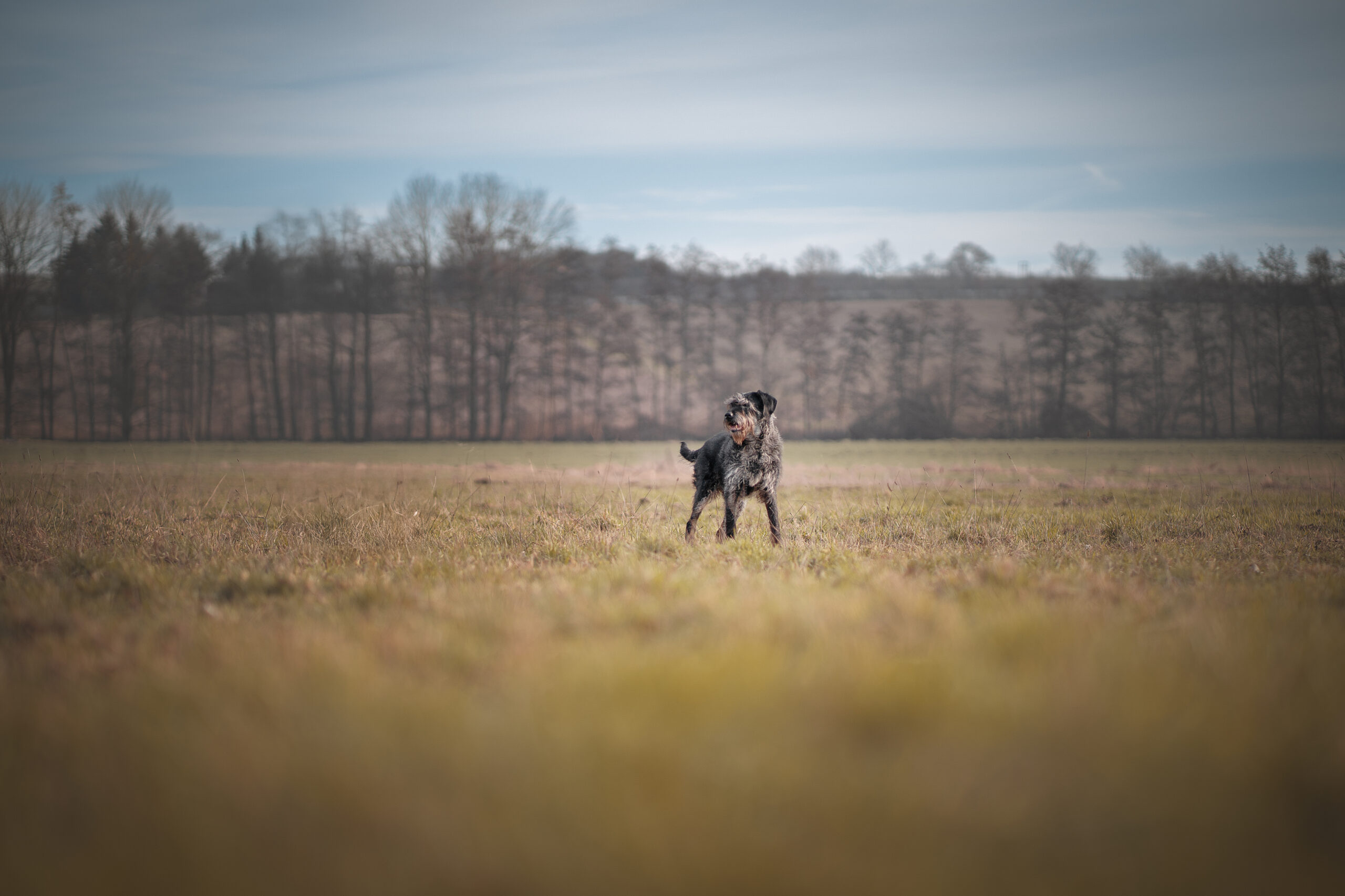 Hund steht auf einer Wiese