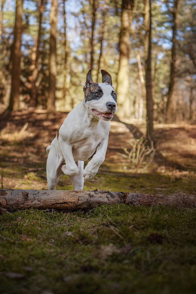 Hund im Sprung im Wald